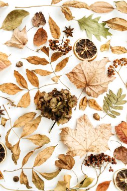 Düz yatıyordu, en iyi görünüm. Beyaz arka plan üzerinde kuru sonbahar desenle sonbahar yaprakları.