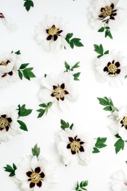 Beyaz arka plan üzerinde beyaz şakayık çiçekleri desen. Düz yatıyordu, en iyi görünümü.
