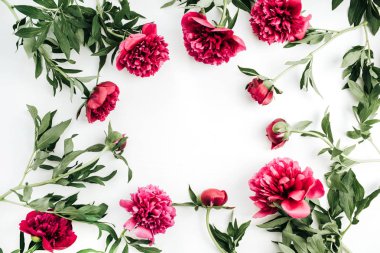 Pembe şakayık çiçekleri beyaz arka plan üzerinde çerçeve