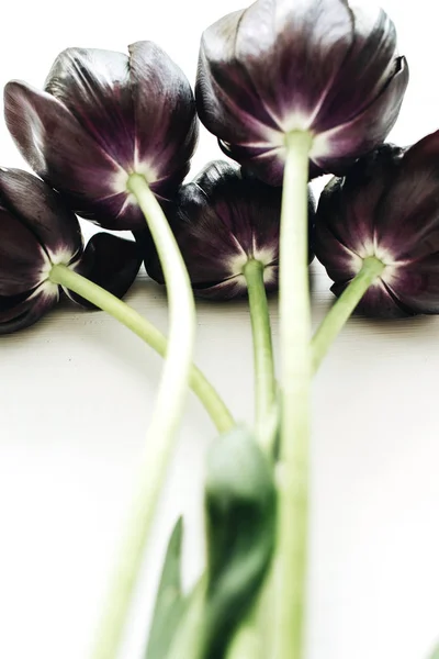 Black tulip flowers bouquet on white background.