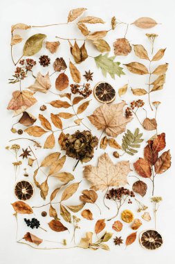 Düz kuru sonbahar sonbahar yaprakları, yaprakları ve portakal beyaz zemin üzerinde yatıyordu. Üstten görünüm mevsimlik kavramı.