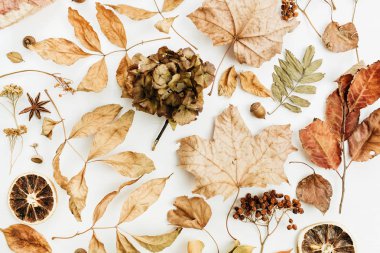 Düz yatıyordu, en iyi görünüm. Beyaz arka plan üzerinde kuru sonbahar desenle sonbahar yaprakları.