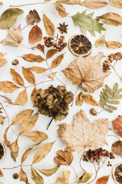 Düz yatıyordu, en iyi görünüm. Beyaz arka plan üzerinde sonbahar doku ile Kuru sonbahar yaprakları.
