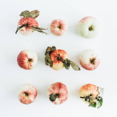 Elma dallarda beyaz arka plan ile. Düz yatıyordu, en iyi görünümü.