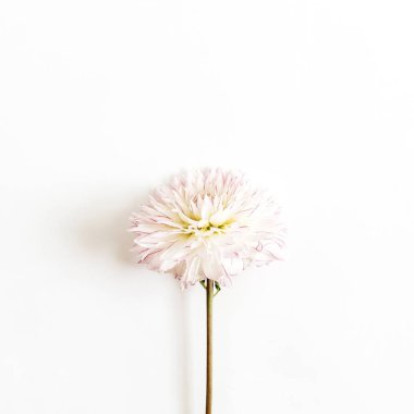 Beyaz arka plan üzerinde pembe dahlia çiçeği. Düz yatıyordu, en iyi görünümü.