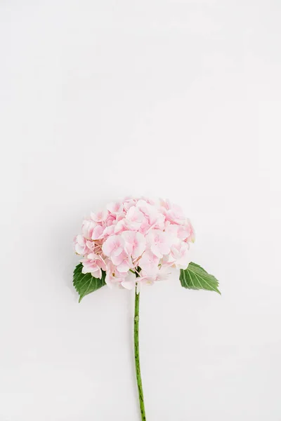 Flor Hortênsia Rosa Isolada Sobre Fundo Branco Deitado Plano Vista — Fotografia de Stock