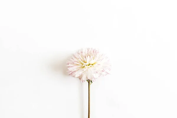 Pink Dahlia Flower White Background Flat Lay Top View — Stock Photo, Image