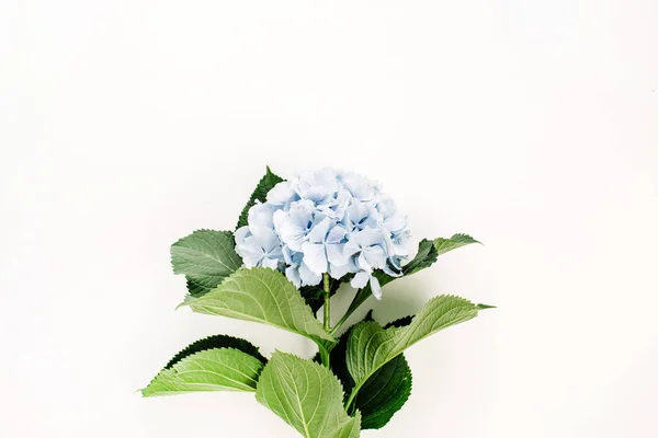 Flor Hortênsia Azul Sobre Fundo Branco Deitado Plano Vista Superior — Fotografia de Stock