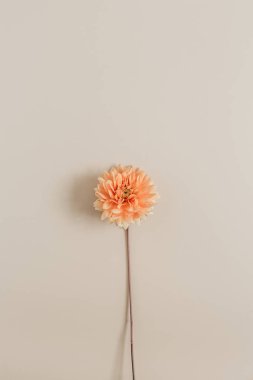 Yıldız çiçeği çiçek bej renkli arka plan üzerinde. Düz yatıyordu, en iyi görünümü.