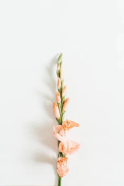 Gladiolus Virág Fehér Háttér Előtt Lapos Feküdt Top View — Stock Fotó