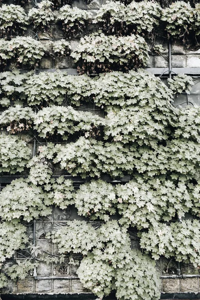 Framsida Blommande Växter Väggen — Stockfoto