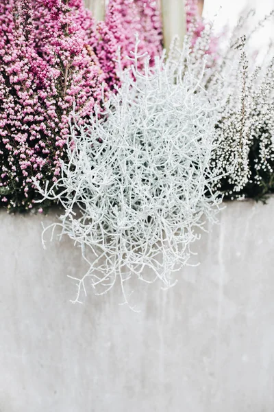 美しいピンクと白の花のクローズ アップ — ストック写真