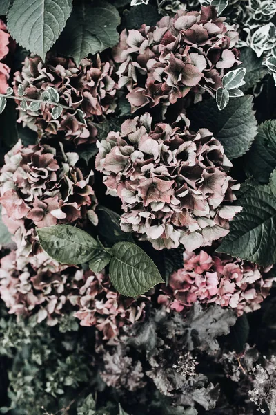 Крупним Планом Вид Квіти Гортензії Квітковий Фон — стокове фото
