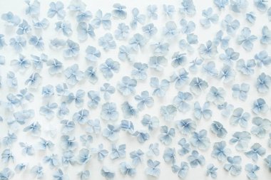 Ortanca çiçek yaprakları desen arka plan. Düz yatıyordu, en iyi görünümü.