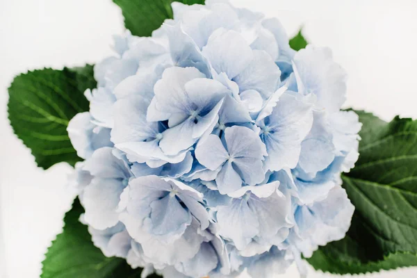 Primer Plano Flor Hortensia Azul — Foto de Stock