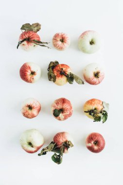 Elma dallarda beyaz arka plan ile. Düz yatıyordu, en iyi görünümü.