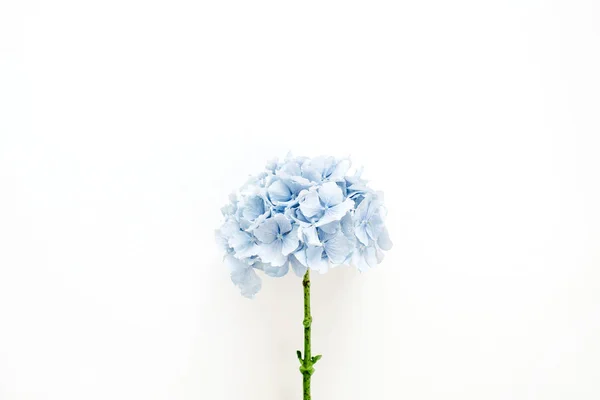 Fiore Ortensia Blu Sfondo Bianco Posa Piatta Vista Dall Alto — Foto Stock