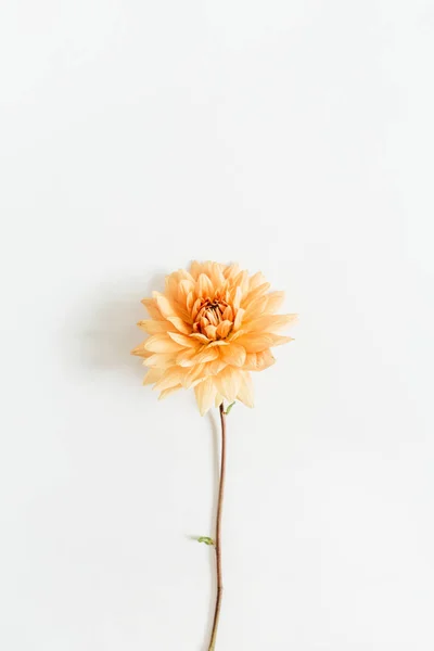 Ντάλια Λουλούδι Άσπρο Φόντο Επίπεδη Lay Κορυφαία Προβολή — Φωτογραφία Αρχείου