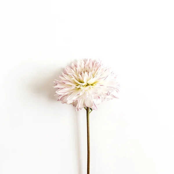 Fiore Dalia Sfondo Bianco Posa Piatta Vista Dall Alto — Foto Stock