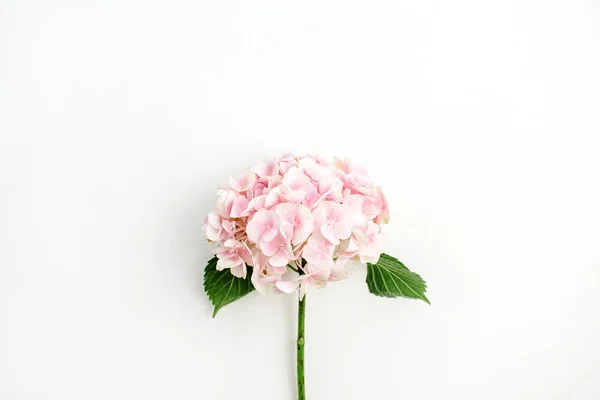 Różowa Hortensja Kwiat Białym Tle Widok Płaski Świeckich Top — Zdjęcie stockowe
