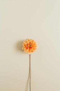 Yıldız çiçeği çiçek bej renkli arka plan üzerinde. Düz yatıyordu, en iyi görünümü.