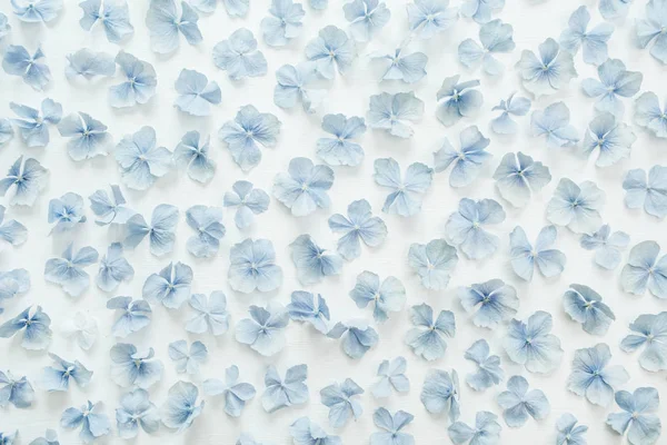 Hydrangea Flower Petals Texture Flat Lay Top View — Stock Photo, Image