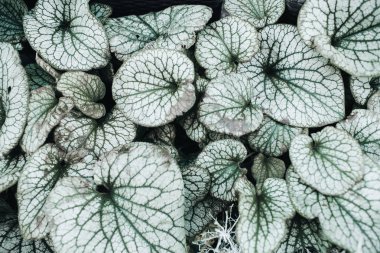 Closeup dokulu yeşil yaprakları.