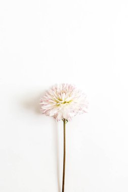 Beyaz arka plan üzerinde pembe dahlia çiçeği. Düz yatıyordu, en iyi görünümü.