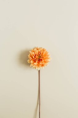Turuncu yıldız çiçeği çiçek bej renkli arka plan üzerinde. Düz yatıyordu, en iyi görünümü.