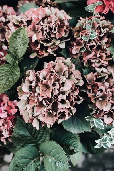 Προβολή Closeup Των Λουλουδιών Ορτανσία Floral Φόντο — Φωτογραφία Αρχείου