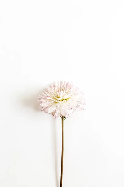 Pink Dahlia Flower White Background Flat Lay Top View — Stock Photo, Image