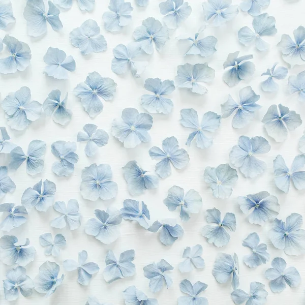 Hydrangea Цветочные Лепестки Текстуры Плоский Вид Сверху — стоковое фото