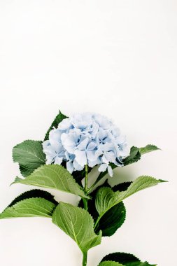 Beyaz zemin üzerine mavi ortanca çiçek. Düz yatıyordu, en iyi görünümü çiçek kavramı.