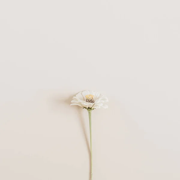 Λουλούδι Κυνισμό Μπεζ Φόντο Επίπεδη Lay Κορυφαία Προβολή — Φωτογραφία Αρχείου