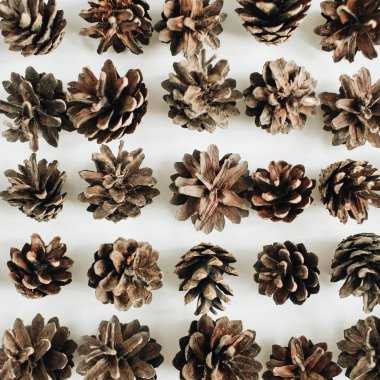 Çam kozalakları desen beyaz arka plan üzerinde. Düz yatıyordu, en iyi görünümü.