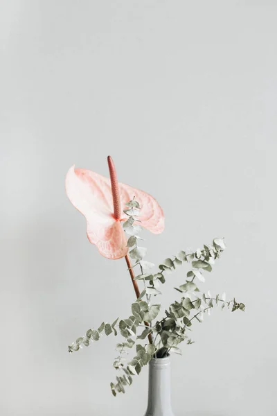 Floral Bouquet Pink Anthurium Flower Eucalyptus Branch Pastel Wall — Stock Photo, Image