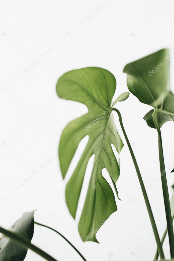 Monstera leaves on white background. Tropical exotic palm minimal concept.