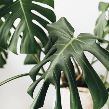Beyaz arka plan üzerinde saksının içinde tropikal bitki monstera. En az çiçek kavramı.