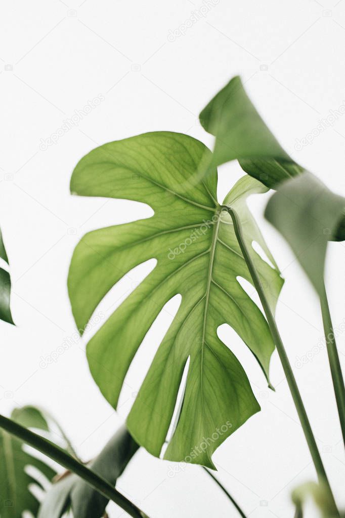 Tropical leaf of monstera plant on white background. Minimal still life concept.