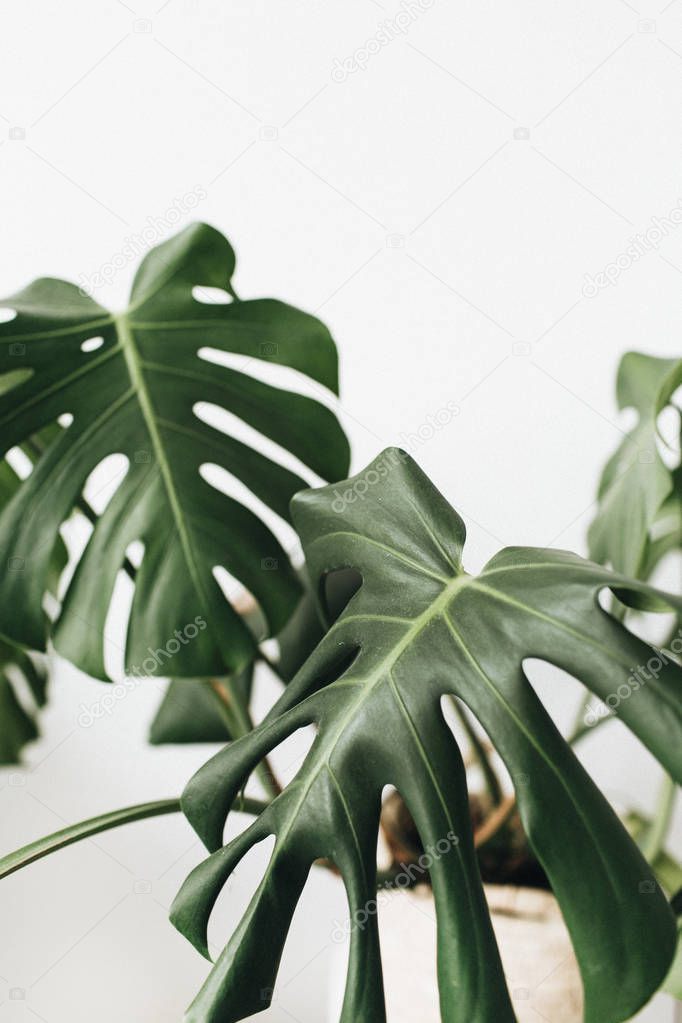 Tropical plant monstera in flowerpot on white background. Minimal floral concept.