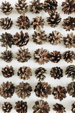 Çam kozalakları desen beyaz arka plan üzerinde. Düz yatıyordu, en iyi görünümü.