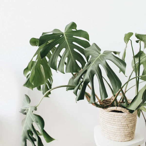 Beyaz arka plan üzerinde saksının içinde tropikal bitki monstera. En az çiçek kavramı.