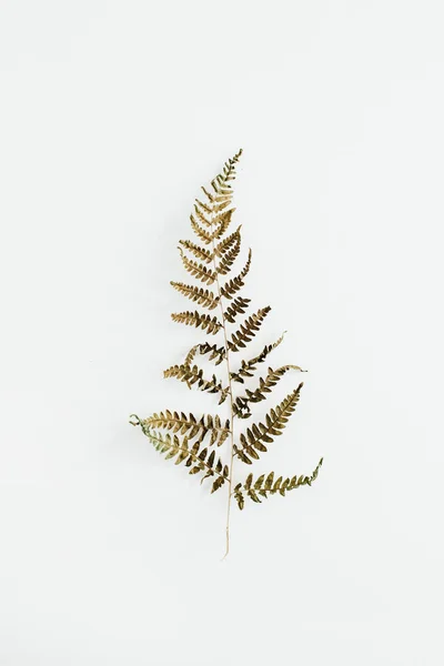 dry fern leaf isolated on white background, close-up