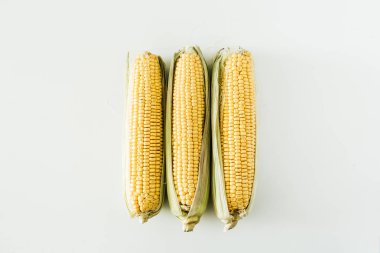 Beyaz arka plan üzerinde Mısır kulakları. Düz yatıyordu, en iyi görünümü.