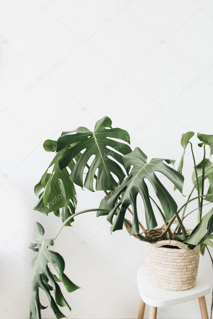 Tropical plant monstera in flowerpot on white background. Minimal floral concept.