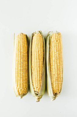 Beyaz arka plan üzerinde Mısır kulakları. Düz yatıyordu, en iyi görünümü.