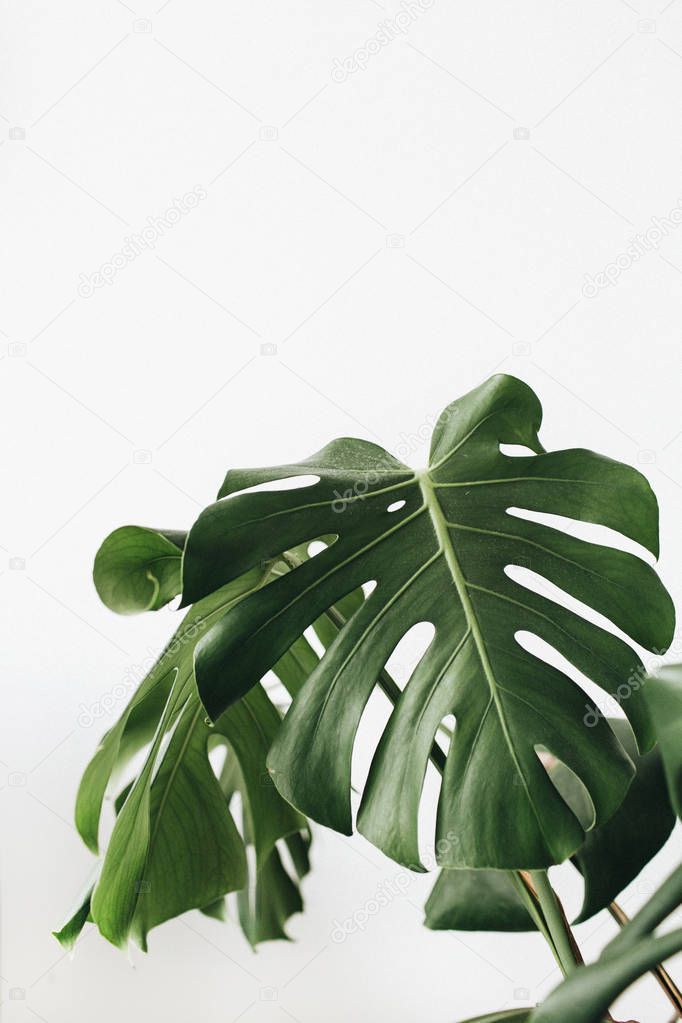 Tropical plant monstera in flowerpot on white background. 