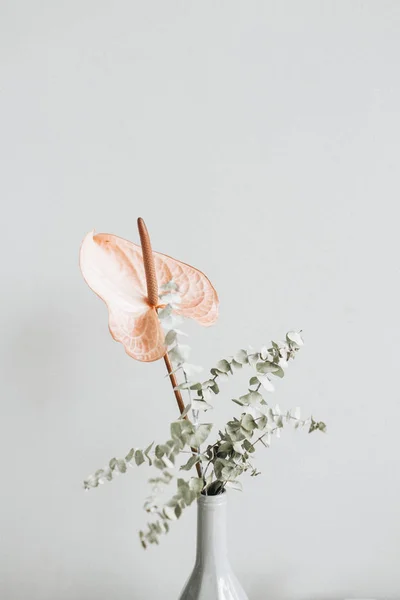 Bouquet Floral Fleurs Anthurium Rose Branche Eucalyptus Sur Mur Pastel — Photo