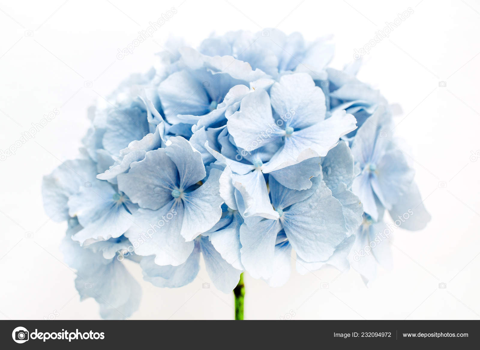 Blue Hydrangea Flower White Background Stock Photo by ©maximleshkovich