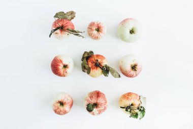 Elma dallarda beyaz arka plan ile. Düz yatıyordu, en iyi görünümü.